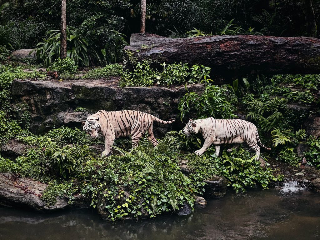 white and black tiger on water singapore zoo