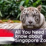 All You Need to know about Singapore Zoo